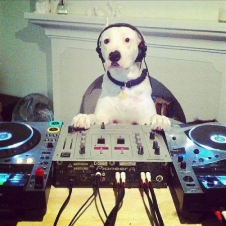 hiç hayatınızda köpek dijey görmediniz mi?