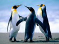 /album/hayvanlar/penguins-jpg/