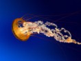/album/hayvanlar/jellyfish-jpg/