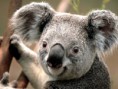 /album/hayvanlar/koala-jpg/