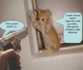/album/hayvanlar/en-komik-kedi-resimleri-3a1e14-jpg/