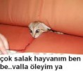 /album/hayvanlar/images-jpg/