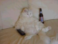/album/hayvanlar/ked%c4%b1-png/